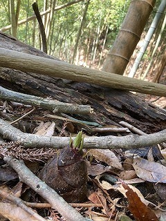 IMG_2538.jpg