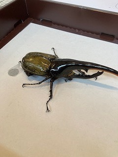IMG_3724.jpg